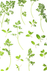 ハーブの背景素材