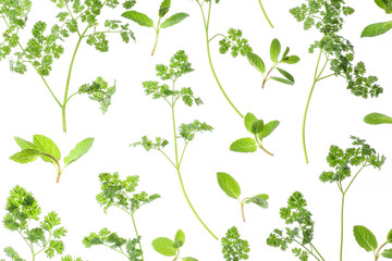 ハーブの背景素材