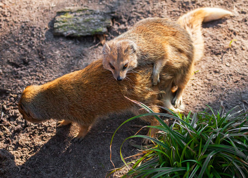 red meerkats or yellow mongoose makes a baby / Fuchsmangusten lieben sich