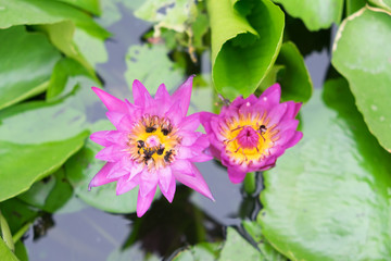 Lotus flower in pond