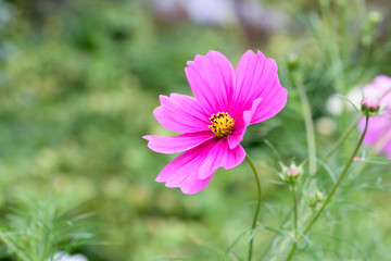 Cosmos flower