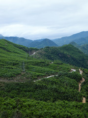 Fototapeta na wymiar Ho Chi Minh trail, forest, mountain, terrain