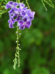 Hanging Duranta flower in garden near Brisbane