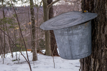 maple syrup bucket