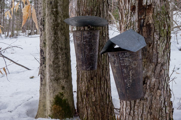 maple syrup buckets