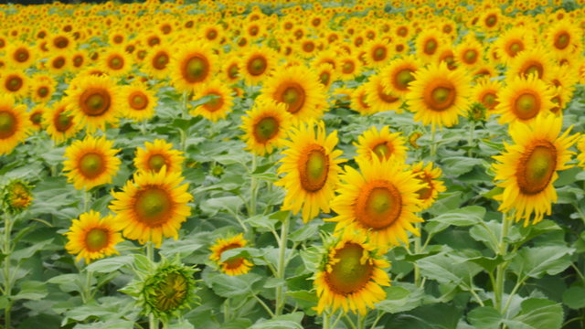 Sunflowers farm in summer season 