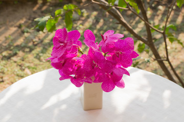Orchid in a vase on the table