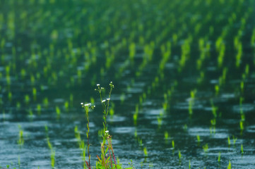 雨の田んぼ脇