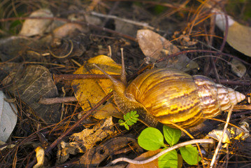 African Giant Snail