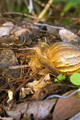 Obraz premium African Giant Snail