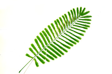 Leaves on a white background