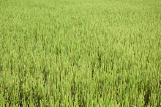 Green rice farming background.