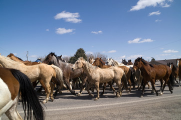 Horses Moving down the Main street of a small town