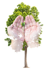 Tree isolated on white background