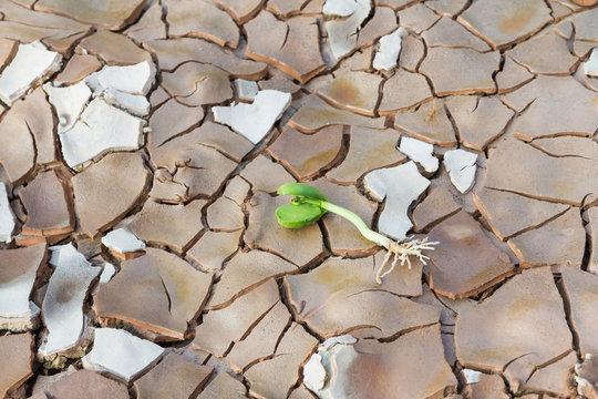 Young sprout in cracked land