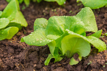 Close up view of Fresh salad leave Butter head lettuce in the Organic farm with soft focus