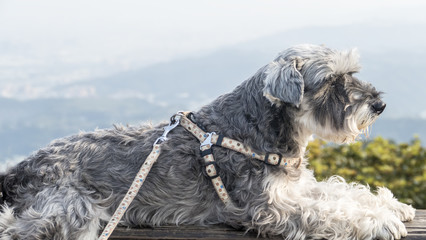 Sweet Schnauzer dog with funny ears smiles with nice background