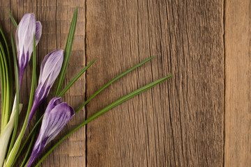 Spring crocus on wooden background