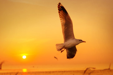 Close up Seagull and sunset