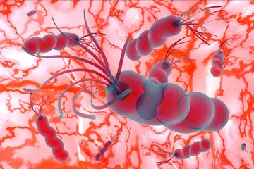 Helicobacter pylori Campylobacter bacteria that causes stomach ulcers and cancer. 3D rendering.