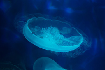 Moon sea jelly