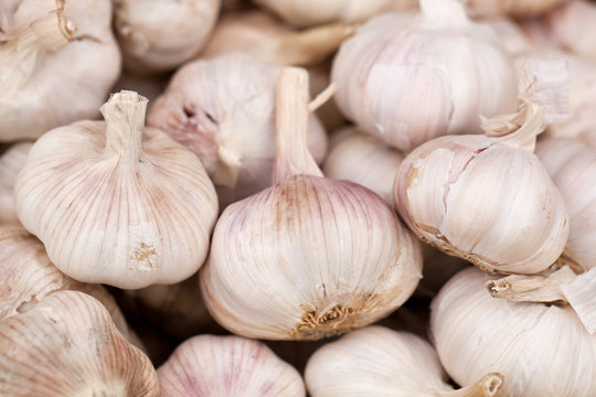 garlic