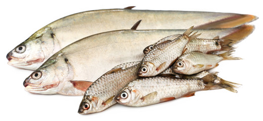 Bronze featherback with swamp barb