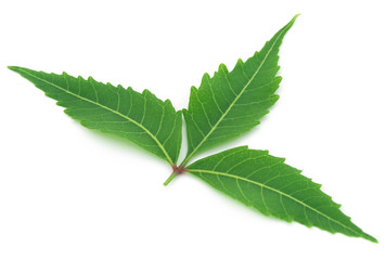 Medicinal neem leaf