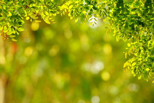 Natural green leaves with blur bokeh spring or summer background, ecology concept 