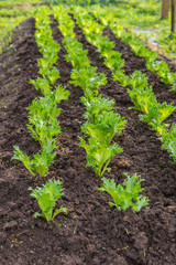 Row of Fresh salad leave Iceberg lettuce in the Organic farm with soft focus