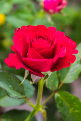 Beautiful red rose flower.