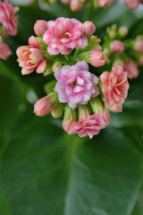 Obraz premium pink indoor flower 