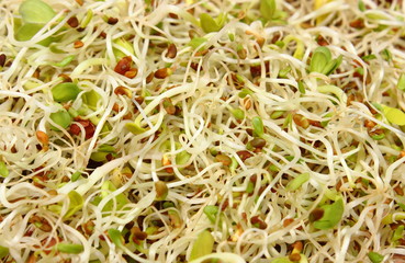 Alfalfa and radish sprouts on wooden table