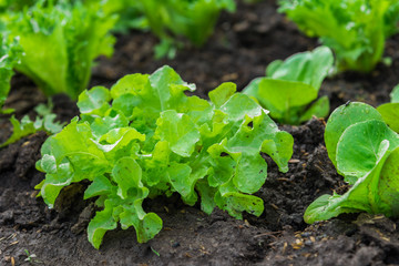 Fresh salad leave Green oak in the Organic farm