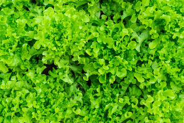 Obraz premium Organic hydroponic vegetable