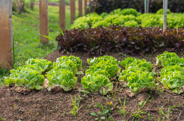 Green fresh salad leave Butter head lettuce in the row of Organic