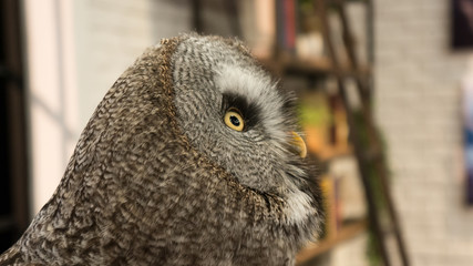 Eye of Owl.