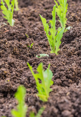 Green fresh salad leave Chicory in the row of Organic farm