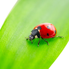 ladybird on green leaf