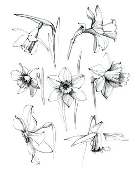 Daffodil flowers. Set. Hand drawn sketch ink.