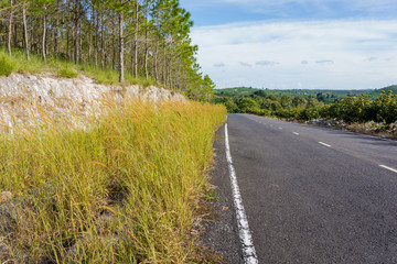 Road on the edge of the forest
