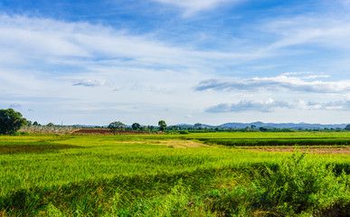 Beautiful landscape of farm field, Lamdong, Vietnam
