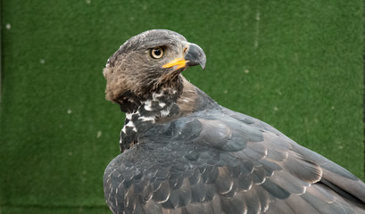 Hawk.