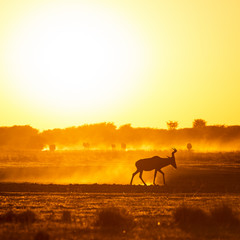 Naklejka premium Africa sunset landscape with silhouetted Impala walking on the dusty ground in Botswana, Africa