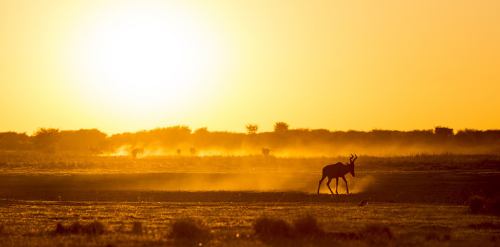 Fototapeta Africa Sunset Impala
