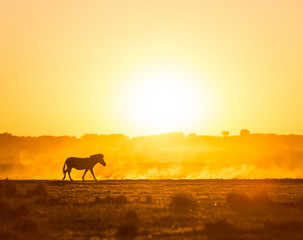 Africa sunset landscape with silhouetted Zebra in the dust of Botswana, Africa