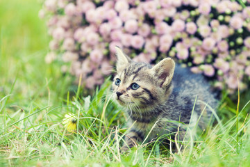 Little kitten walking in the garden