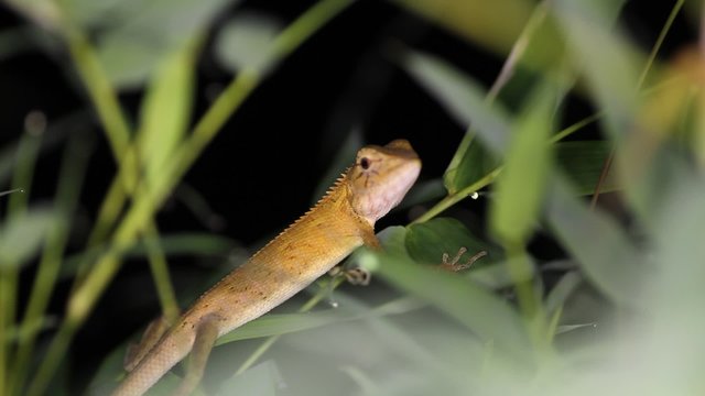 Changeable lizard Calotes versicolor, night. Thailand
