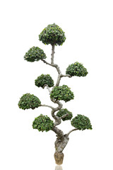 Fototapeta premium Bonsai Isolated on White Background