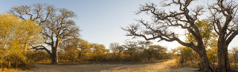 African landscape panorama at sunrise with Baobab and Manketti trees in Botswana, Africa